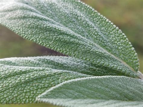 Salvia Officinalis Stock Photo Image Of Plant Healing 258061510