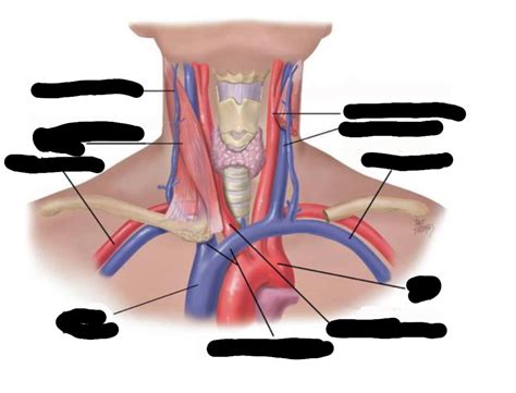 Neck Veins And Arteries Diagram Quizlet