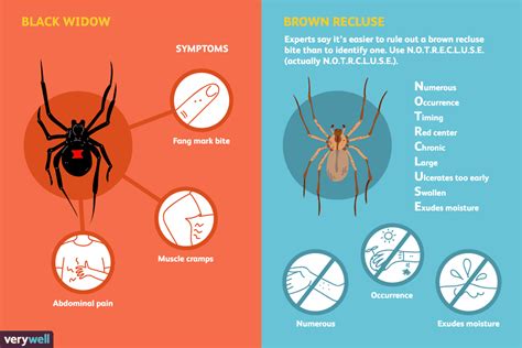 Spider Bites: Overview and More