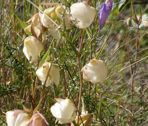 Calochortus albus (White Globe Lily) - Native Here Nursery