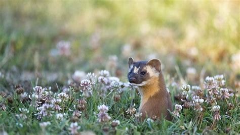 California Weasel