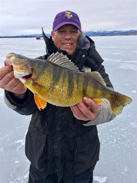 Cascade Lake Jumbo Perch Montana Hunting And Fishing