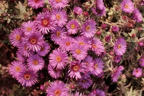 Photo #69333 | Symphyotrichum novae-angliae 'Purple Dome' | plant lust