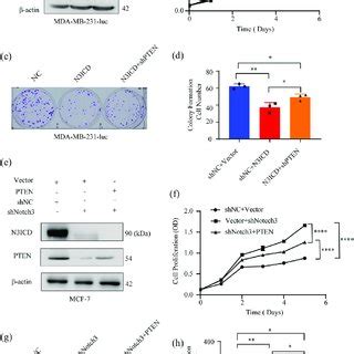 A Hypothetical Model For The Regulation Of Cell Proliferation And