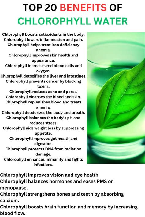 Top Benefits Of Chlorophyll Water In Chlorophyll Water