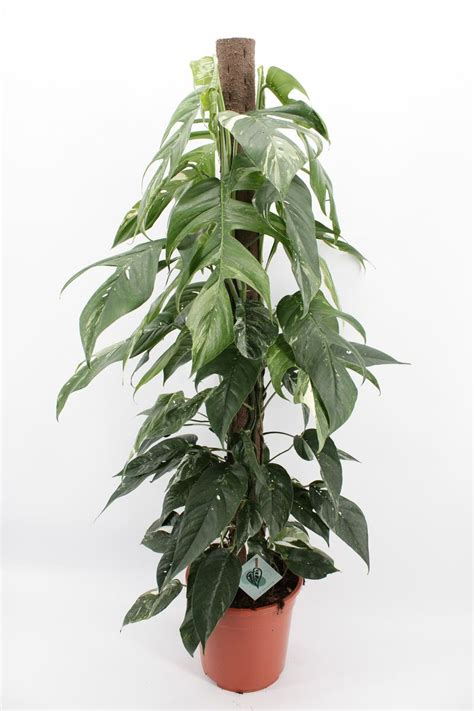 Epipremnum Pinnatum Albo Variegata Plant Wholesale Floraccess