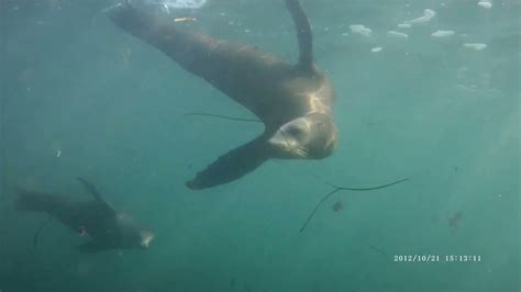 Scuba Jim Diving La Jolla Cove With Sea Lions Youtube