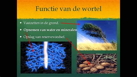 Planten Wortels En Stengels Youtube