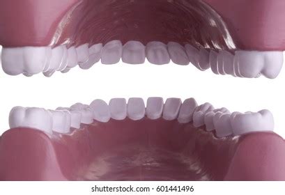 anatomical model teeth  stock photo edit