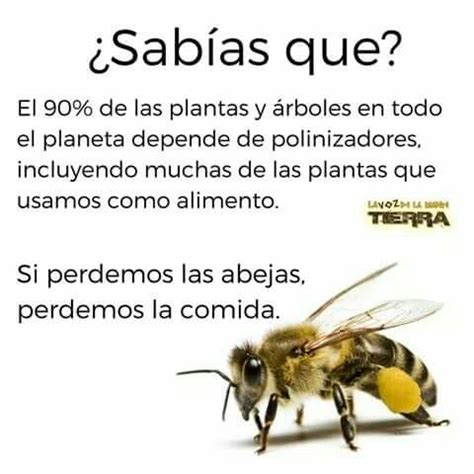 Sabias Que Abejas Frases De Sabiduria Jugos Y Licuados Vida