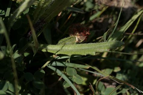 Senecio Carpetanus Flores Silvestres De Arag N