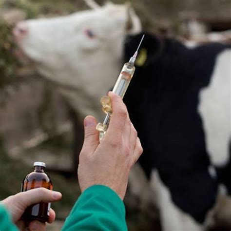 ExpressoPB Curso de Manejo Sanitário em Bovinos será realizado em Mari