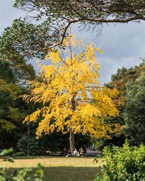 Ginkgo biloba cuidados y características Guía de Jardín