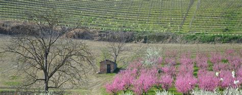 Peschi In Fiore Agrispesa