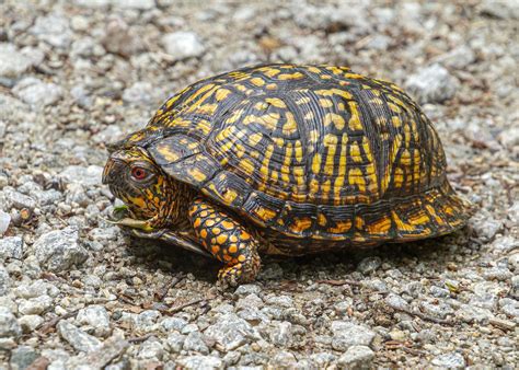 Woodland Box Turtles | Mike Powell