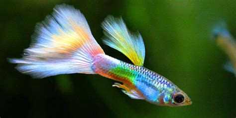 13 Ikan Hias Air Tawar Yang Bisa Dicampur Di Satu Akuarium Pintarpet