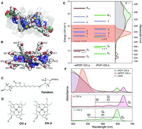 Structure And Linear Absorption Spectroscopy Of PCP Complexes A