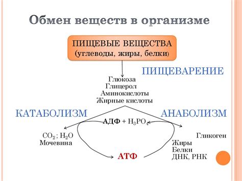 Биологическое окисление - презентация онлайн