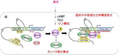 体温維持には熱産生遺伝子の立体構造変化が必須 ～寒冷の感知によるタンパク質のリン酸化と、遺伝子dnaの高次構造変化～ 東京大学 先端科学