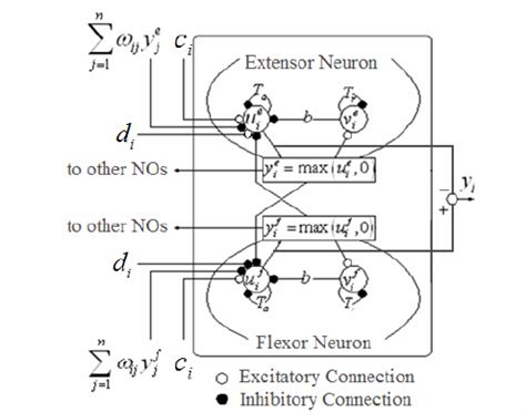 Neural Oscillator The Cpg Model We Built Includes Ten Neural