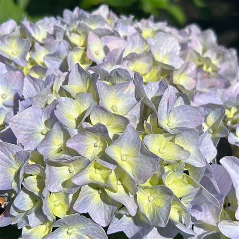 Nikko Blue Hydrangea Hydrangea Macrophylla Nikko Blue Gobuyplants