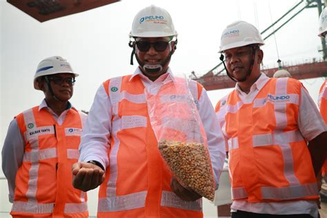 Bulog Segera Gelontorkan Jagung Pakan Untuk Stabilkan Harga Di Peternak