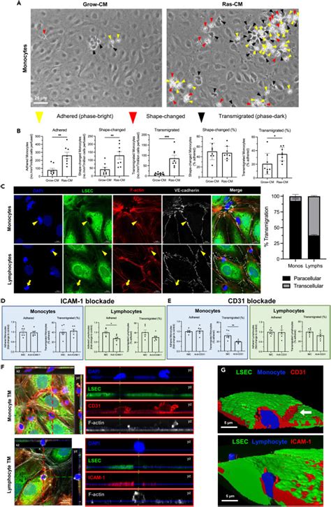 The Senescent Secretome Drives Plvap Expression In Cultured Human