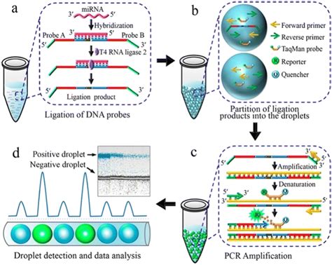 Advances In Droplet Digital Polymerase Chain Reaction On Microfluidic Chips Lab On A Chip Rsc