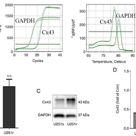 Cx43 MRNA And Protein Levels In U251s And U251r Cells A And B Cx43