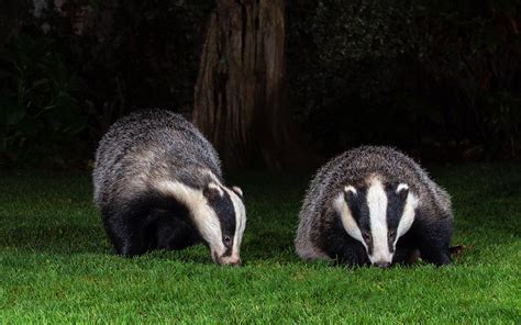 European Badgers Species Meles Meles Garden Visitors M Flickr