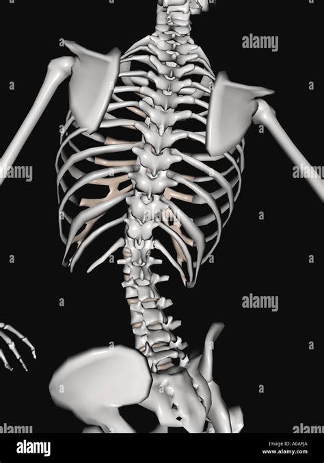 Back Bones Diagram - The bones of the lower back - Stock Image F001 ...