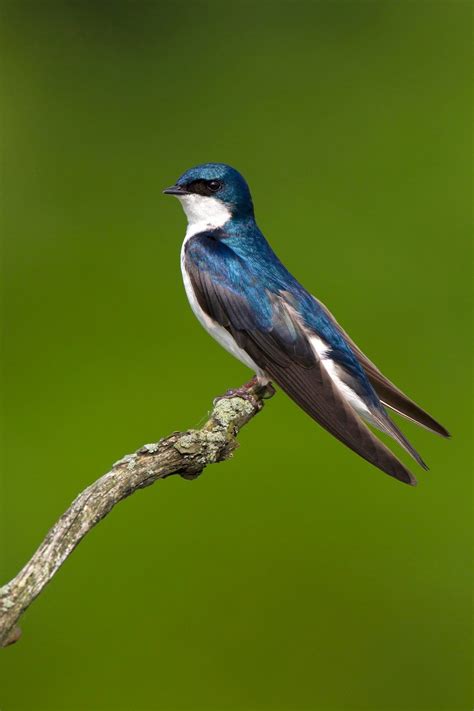 Swallow Bird Artofit