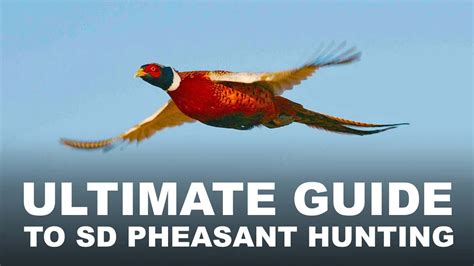 Ultimate Guide To South Dakota Pheasant Hunting Youtube