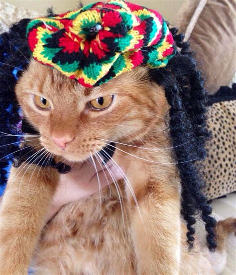 Rastafarian Cat