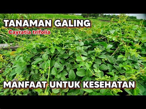 Temukan Khasiat Daun Galing Galing Yang Jarang Diketahui