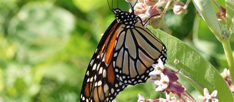 Monarch Butterflies How Endangered Are They