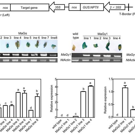 Confirmation Of Transgenic Tobacco Plants A Diagram Of The Download Scientific Diagram