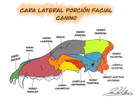 Cara Lateral Porción Facial del Canino Medicina veterinaria Anatomia