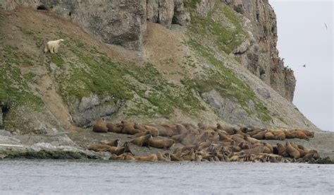 Friendship Between Polar Bears And Walrus Polarjournal