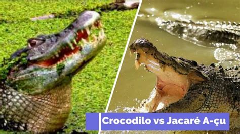 Crocodilo De Gua Salgada Vs Jacar S A Us Youtube