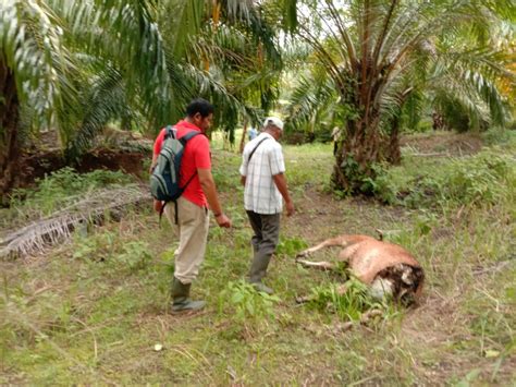 Dua Sapi Milik Warga Aceh Selatan Mati Diduga Dimangsa Harimau