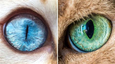 20 best Animal Eyes Zoomed images on Pinterest | Eyes, Nature animals ...
