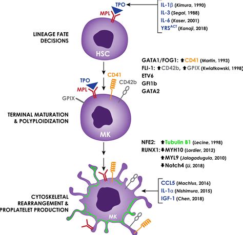 Megakaryocyte Diagram