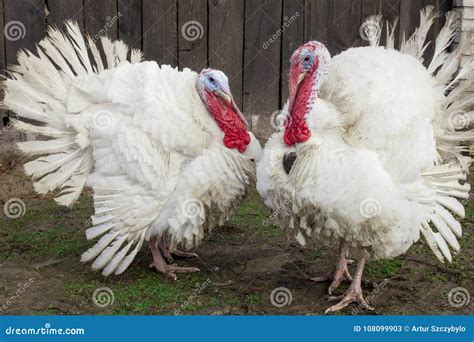 The Midget White Turkey Perfect Homestead Big Fat Turkey In The Farm