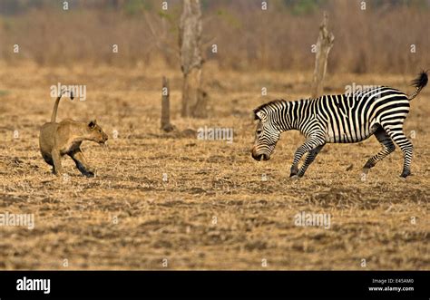 Lion Hunting Zebra High Resolution Stock Photography and Images - Alamy