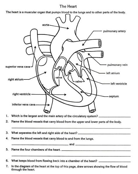 The Heart And Circulatory System Worksheet