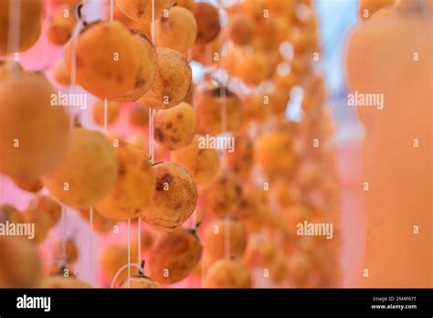 MATURE FRESH YELLOW PERSIMMON FRUIT DRYING ON FARM DA LAT CAU DAT