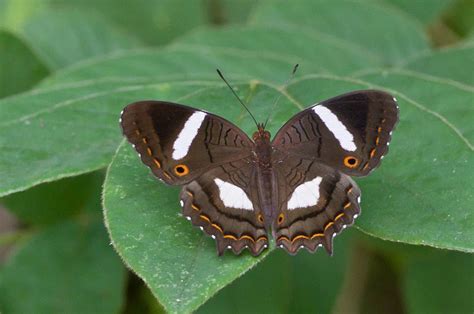 Caribbean Peacock Anartia chrysopelea (Hübner, [1831]) | Butterflies and Moths of North America