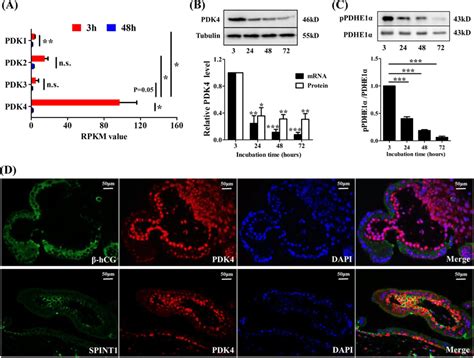 Pdk4 Expression During Syncytialization Of Human Placental Download Scientific Diagram