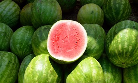 Watermelon And Other Melons Oklahoma Agriculture In The Classroom